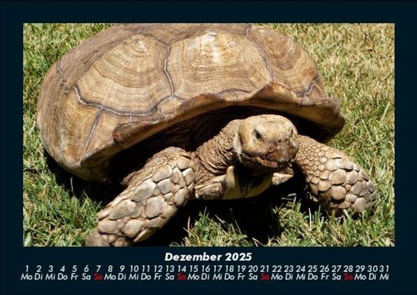 Produktbild: Schildkr&ouml;tenzauber 2025 Fotokalender DIN A5