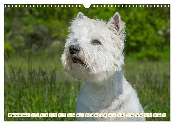 Produktbild: Kobold auf 4 Pfoten - West Highland White Terrier (Wandkalender 2026 DIN A3 quer), CALVENDO Monatskalender