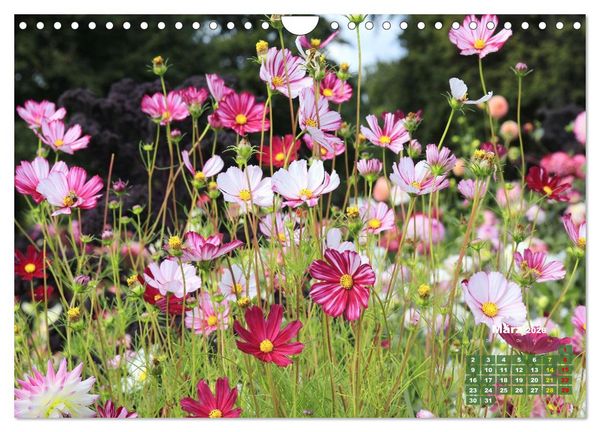 Produktbild: Sommerliche Bl&uuml;tentr&auml;ume (Wandkalender 2026 DIN A4 quer), CALVENDO Monatskalender