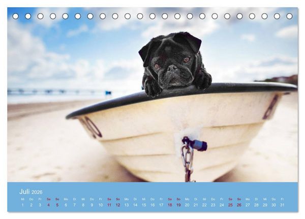 Produktbild: Diesel - ein mopsiges Leben (Tischkalender 2026 DIN A5 quer), CALVENDO Monatskalender