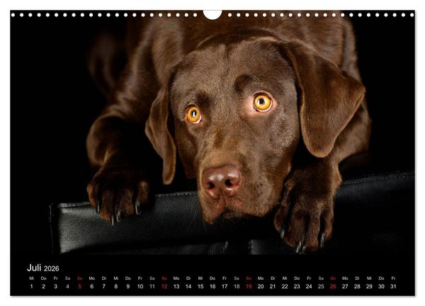 Produktbild: Dogs (Wandkalender 2026 DIN A3 quer), CALVENDO Monatskalender