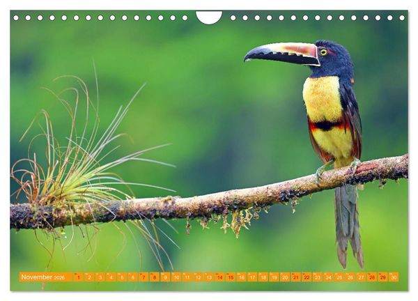 Produktbild: Wildes Costa Rica (Wandkalender 2026 DIN A4 quer), CALVENDO Monatskalender