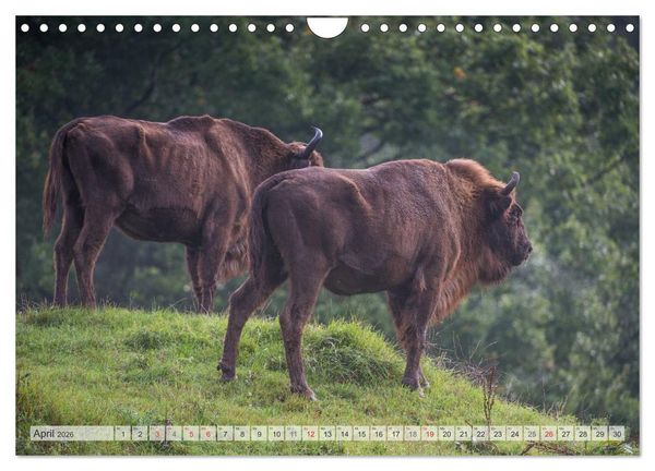 Produktbild: Emotionale Momente: Der Wisent. (Wandkalender 2026 DIN A4 quer), CALVENDO Monatskalender