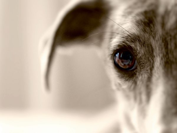 Produktbild: CALVENDO Puzzle Ein Motiv aus dem Kalender Galgo eye-catcher | 1000 Teile Lege-Gr&ouml;&szlig;e 64x48cm Foto-Puzzle f&uuml;r gl&uuml;ckliche Stunden