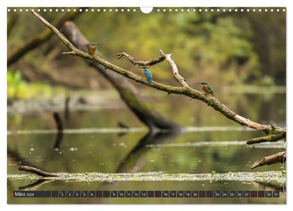 Produktbild: Das Paradies Donaudelta (Wandkalender 2026 DIN A3 quer), CALVENDO Monatskalender