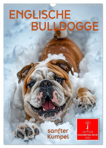 Produktbild: Englische Bulldogge - sanfter Kumpel (Wandkalender 2026 DIN A3 hoch), CALVENDO Monatskalender
