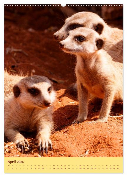 Produktbild: Erdm&auml;nnchen - Eine Kolonie in der Kalahari (hochwertiger Premium Wandkalender 2026 DIN A2 hoch), Kunstdruck in Hochglanz