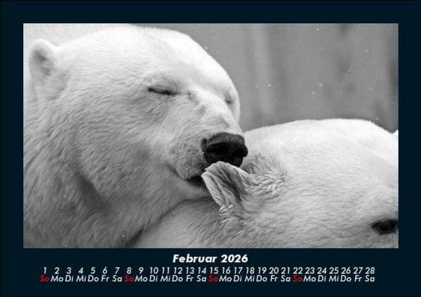 Produktbild: Eisb&auml;ren 2026 Fotokalender DIN A5