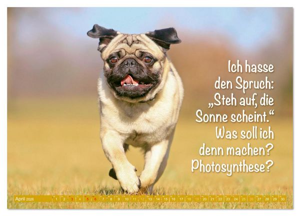 Produktbild: Der Mops: Nicht klein, sondern aufs Wesentliche reduziert. (Wandkalender 2026 DIN A4 quer), CALVENDO Monatskalender