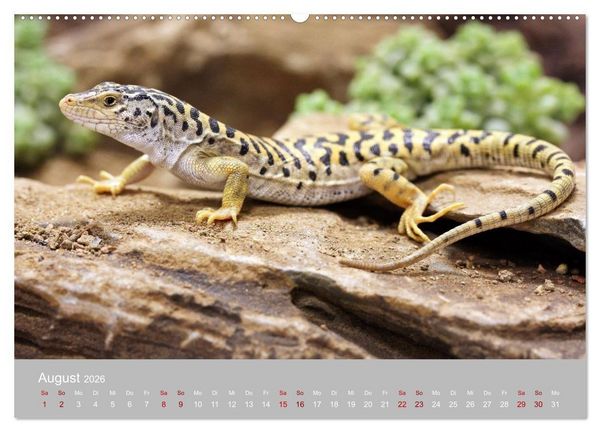 Produktbild: Terrarientiere (hochwertiger Premium Wandkalender 2026 DIN A2 quer), Kunstdruck in Hochglanz
