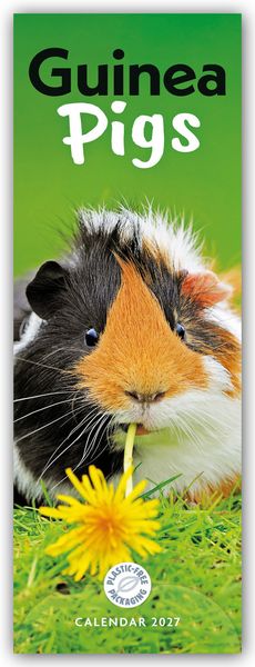 Produktbild: Guniea Pigs &ndash; Meerschweinchen 2027 &ndash; Slimline-Kalender