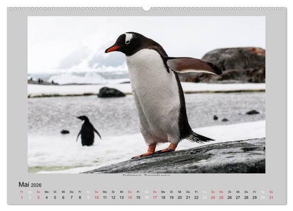 Produktbild: Tierleben in der Antarktis (Wandkalender 2026 DIN A2 quer), CALVENDO Monatskalender