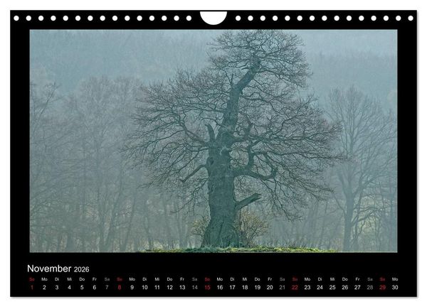 Produktbild: M&auml;rchenhafter Reinhardswald und Urwald Sababurg (Wandkalender 2026 DIN A4 quer), CALVENDO Monatskalender
