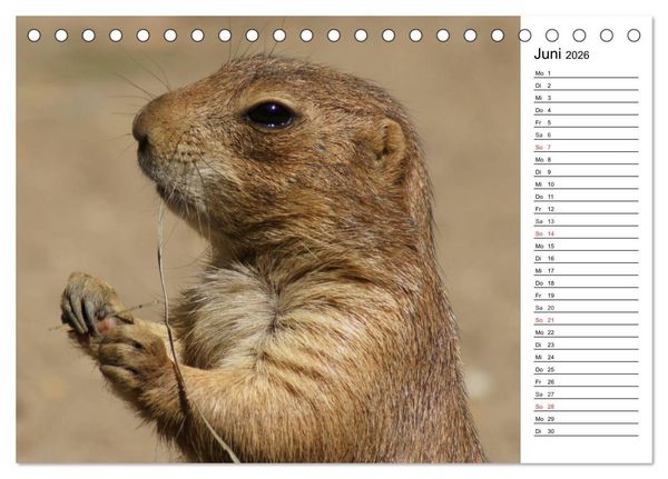 Produktbild: Faszinierende Tierportraits (Tischkalender 2026 DIN A5 quer), CALVENDO Monatskalender