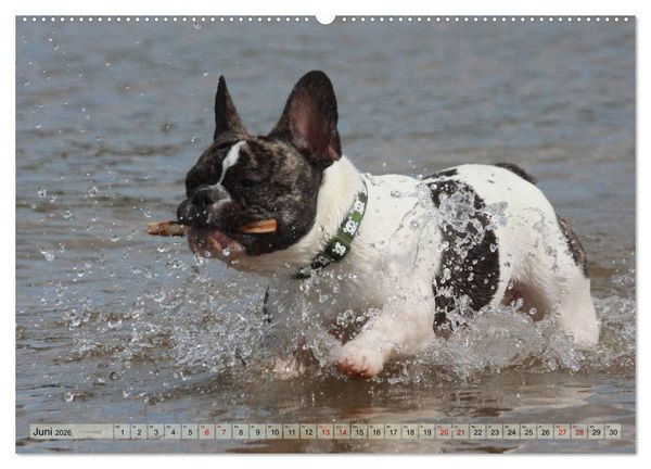 Produktbild: Bulldoggen - Englische und Franz&ouml;sische Bulldoggen (hochwertiger Premium Wandkalender 2026 DIN A2 quer), Kunstdruck in Hochglanz