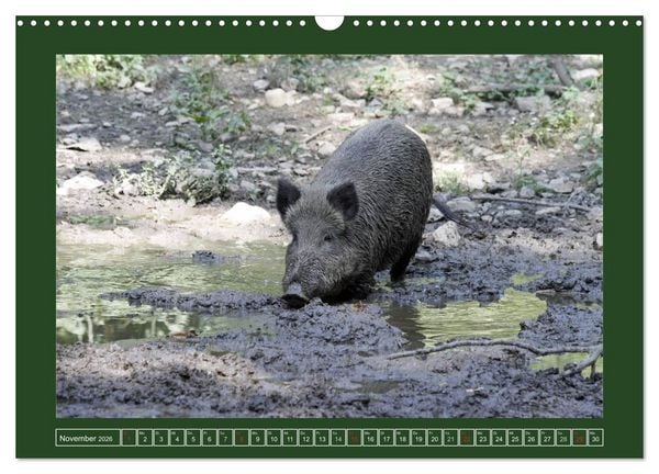 Produktbild: Schweinkram - Die Wildschweine sind los (Wandkalender 2026 DIN A3 quer), CALVENDO Monatskalender