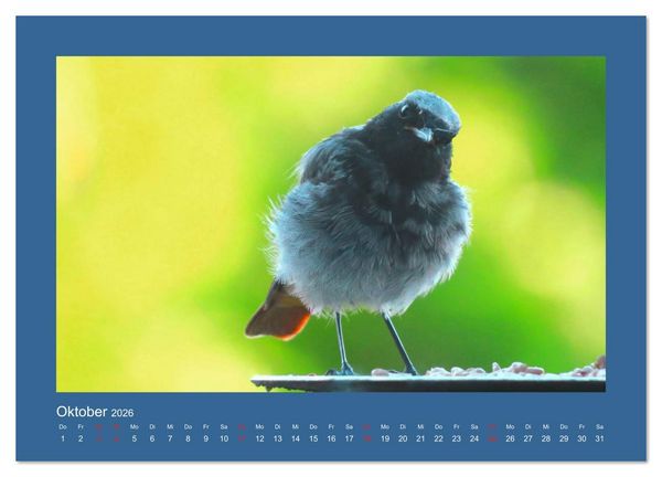 Produktbild: Vogelportr&auml;ts - Heimische V&ouml;gel auf meinem Balkon (hochwertiger Premium Wandkalender 2026 DIN A2 quer), Kunstdruck in Hochglanz