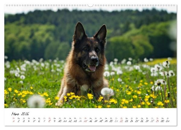 Produktbild: Deutsche Sch&auml;ferhunde - Senioren auf vier Pfoten (Wandkalender 2026 DIN A2 quer), CALVENDO Monatskalender