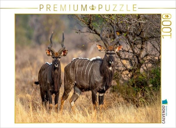 Produktbild: CALVENDO Puzzle Nyala Antilopen in der Savanne | 1000 Teile Lege-Gr&ouml;&szlig;e 64x48cm Foto-Puzzle f&uuml;r gl&uuml;ckliche Stunden