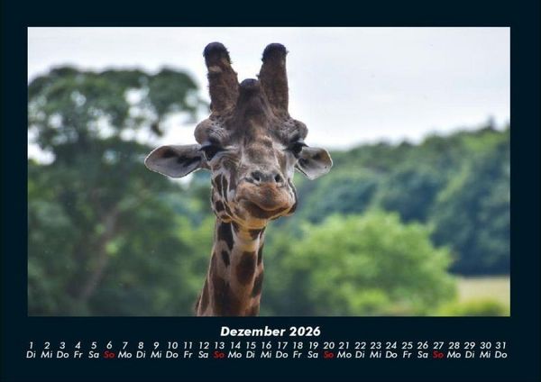 Produktbild: Giraffen 2026 Fotokalender DIN A4