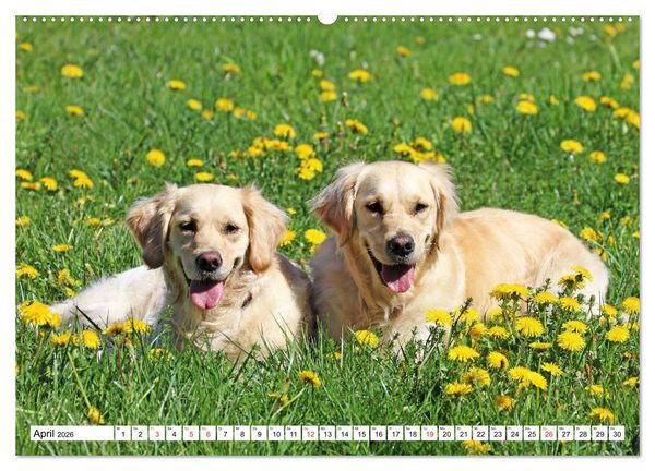 Produktbild: Golden Retriever ein treuer Begleiter (Wandkalender 2026 DIN A2 quer), CALVENDO Monatskalender