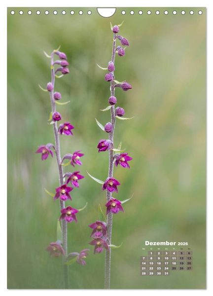 Produktbild: Orchideen in freier Wildbahn (Wandkalender 2026 DIN A4 hoch), CALVENDO Monatskalender