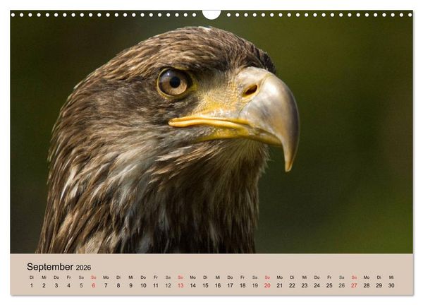 Produktbild: Der Steinadler. Majest&auml;tischer Greifvogel (Wandkalender 2026 DIN A3 quer), CALVENDO Monatskalender