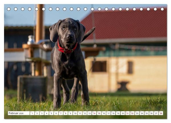 Produktbild: Weimaraner-Labrador (Tischkalender 2026 DIN A5 quer), CALVENDO Monatskalender