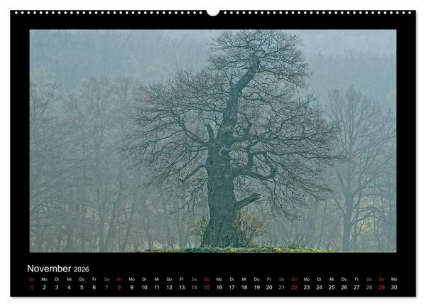 Produktbild: M&auml;rchenhafter Reinhardswald und Urwald Sababurg (Wandkalender 2026 DIN A2 quer), CALVENDO Monatskalender