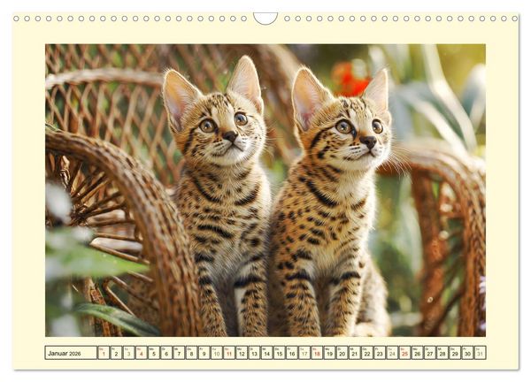 Produktbild: Savannah Katzen. Exotische Wildsch&ouml;nheiten im Naturgarten (Wandkalender 2026 DIN A3 quer), CALVENDO Monatskalender