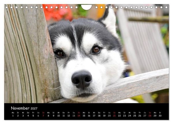 Produktbild: Huskys - Traumhunde (Wandkalender 2027 DIN A4 quer), CALVENDO Monatskalender