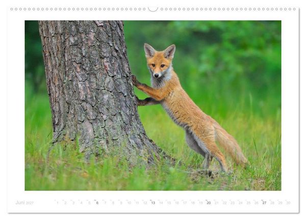 Produktbild: Der Rotfuchs (hochwertiger Premium Wandkalender 2027 DIN A2 quer), Kunstdruck in Hochglanz