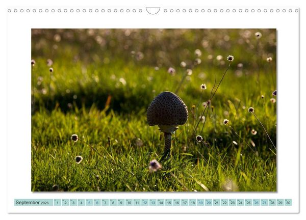 Produktbild: Augenblicke im M&uuml;ritz Nationalpark (Wandkalender 2026 DIN A3 quer), CALVENDO Monatskalender
