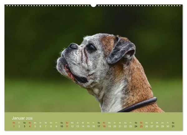 Produktbild: Boxer - charmante Herzensbrecher (Wandkalender 2026 DIN A2 quer), CALVENDO Monatskalender