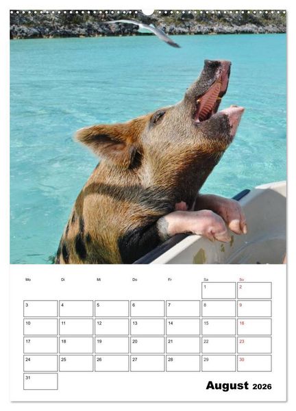 Produktbild: Schweine auf den Bahamas! (hochwertiger Premium Wandkalender 2026 DIN A2 hoch), Kunstdruck in Hochglanz