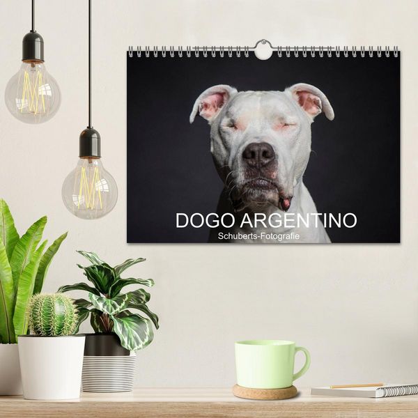 Produktbild: DOGO ARGENTINO (Wandkalender 2026 DIN A4 quer), CALVENDO Monatskalender