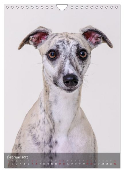 Produktbild: Whippets im Portrait (Wandkalender 2026 DIN A4 hoch), CALVENDO Monatskalender