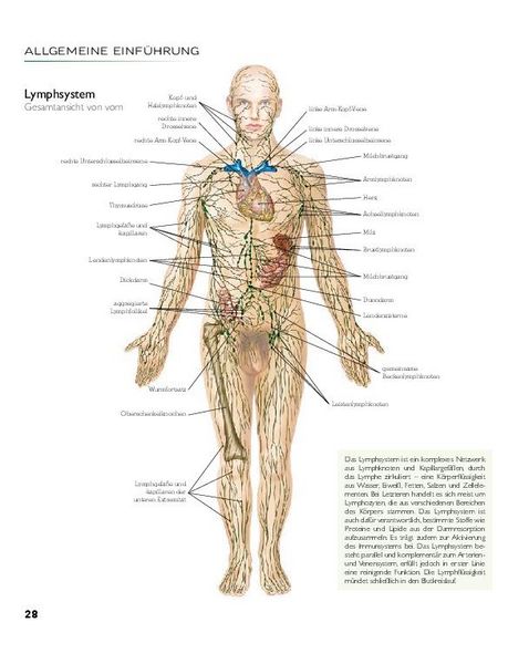 Produktbild: YOGA - Atlas der Anatomie