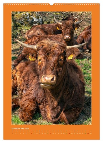 Produktbild: Beaut&eacute; rustique Regards animaliers (Calendrier mural 2026 DIN A2 horizontal) calendrier de bureau