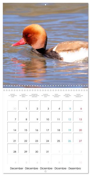 Produktbild: Au gr&eacute; des plumes (Calendrier mural carr&eacute; 2026 30x30 cm) Calendrier double avec une page pour vos prises de notes