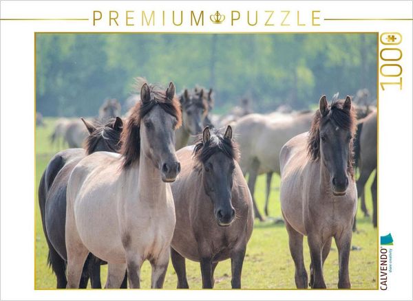 CALVENDO Puzzle Die jungen Stuten | 1000 Teile Lege-Größe 64x48cm Foto-Puzzle für glückliche Stunden