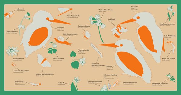 Produktbild: Kleine Vogel-Wunderkammer
