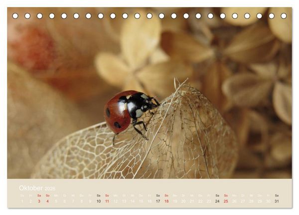 Produktbild: Kleine Gl&uuml;cksk&auml;fer (Tischkalender 2026 DIN A5 quer), CALVENDO Monatskalender