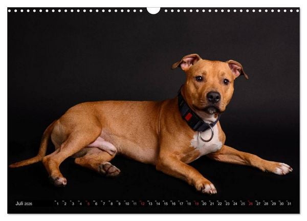 Produktbild: Pit Bull und Co. - Geliebt, gef&uuml;rchtet, missverstanden (Wandkalender 2026 DIN A3 quer), CALVENDO Monatskalender