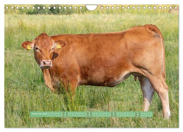 Produktbild: Wolfsburg - einfach tierisch (Wandkalender 2026 DIN A4 quer), CALVENDO Monatskalender