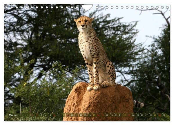 Produktbild: Geparden - Begegnungen in Afrika (Wandkalender 2027 DIN A4 quer), CALVENDO Monatskalender