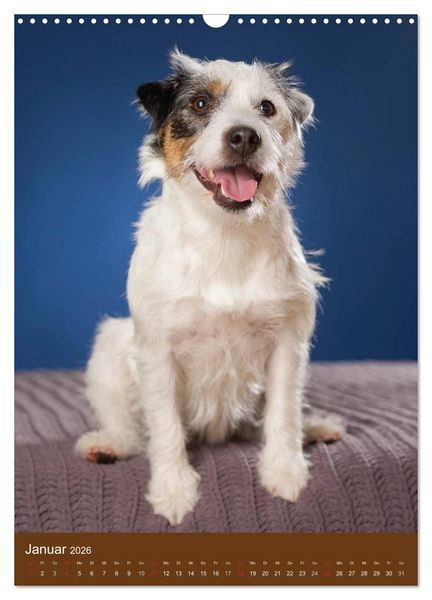 Produktbild: Jack Russell Terrier (Wandkalender 2026 DIN A3 hoch), CALVENDO Monatskalender