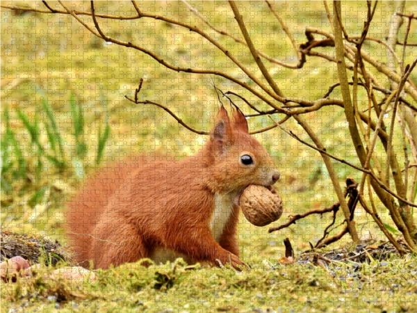 Produktbild: CALVENDO Puzzle Eichh&ouml;rnchen mit Walnuss 1000 Teile Lege-Gr&ouml;&szlig;e 64 x 48 cm Foto-Puzzle Bild von Ren&eacute; Schaack