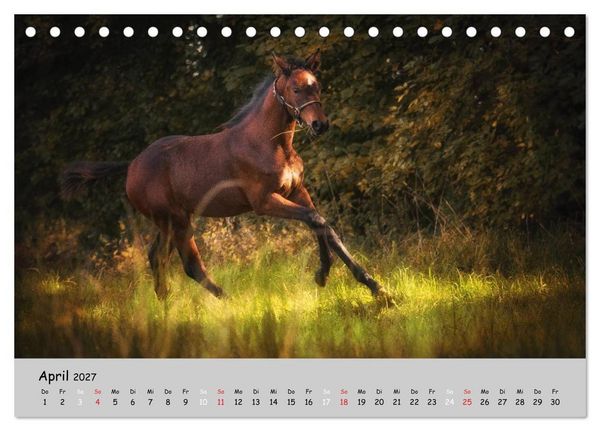 Produktbild: Pferde - Anmut und St&auml;rke gepaart mit Magie (Tischkalender 2027 DIN A5 quer), CALVENDO Monatskalender