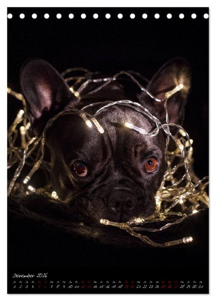 Produktbild: Hunde-Augen-Blicke (Tischkalender 2026 DIN A5 hoch), CALVENDO Monatskalender